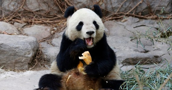 Czwarta w ciągu ostatnich dwóch miesięcy panda wielka zmarła z powodu zachorowania na nosówkę w ośrodku badawczo-ratunkowym w północno-zachodnich Chinach. 