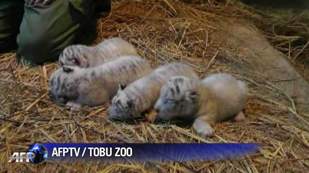 W ogrodzie zoologicznym w japońskim mieście Miyashiro przyszły na świat cztery białe tygrysiątka, natychmiast stając się główną atrakcją placówki. Białe tygrysy są uważane za osobliwość. W naturze żyją jedynie w północno-wschodnich Indiach, w Bengalu.