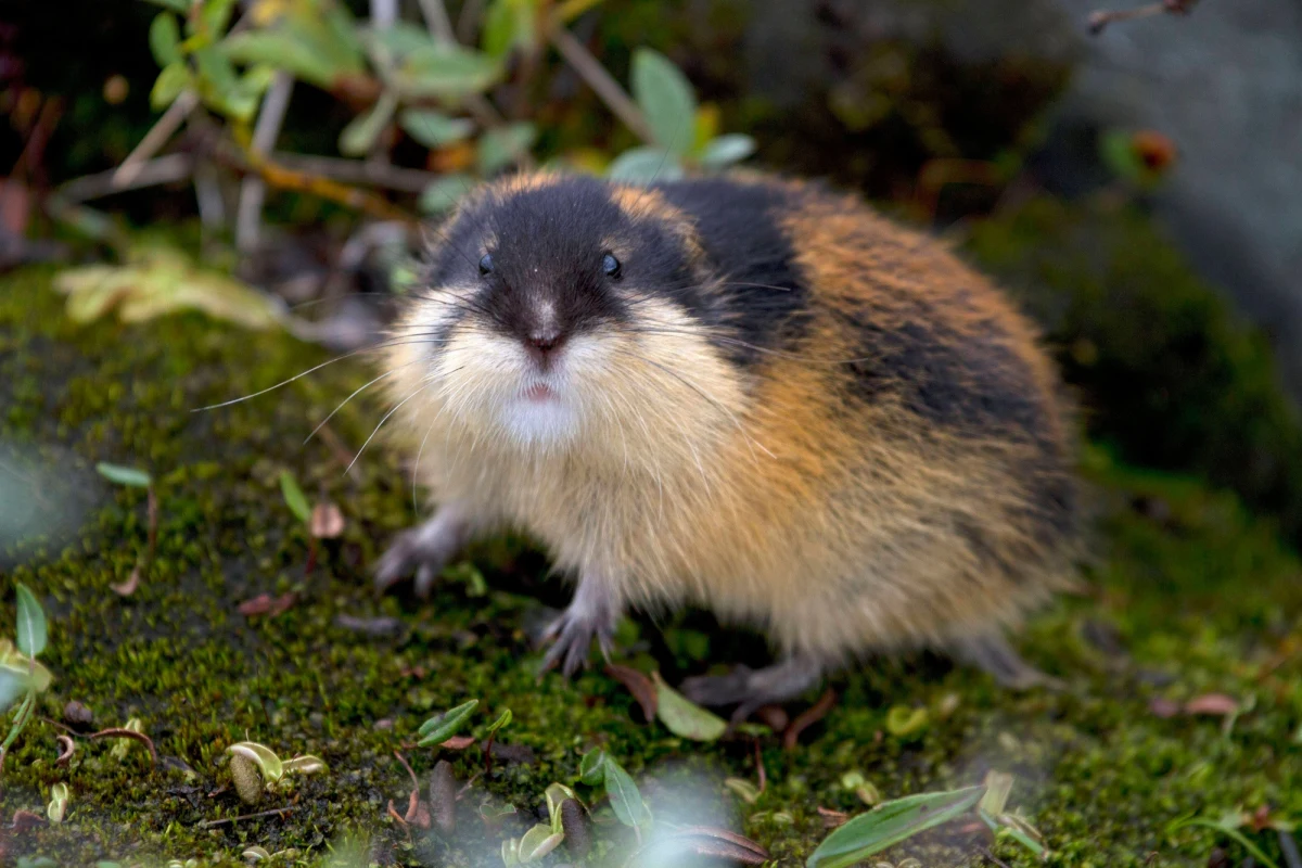 O tym, że lemingi nie mają w zwyczaju gromadnie rzucać się z klifu do morza, już wiemy. Wygląda jednak na to, że także inne dotyczące tych gryzoni wyobrażenia trzeba będzie zweryfikować. Choćby o tym, że to zwierzęta łagodne, które nikomu nie wadzą. W przypadku lemingów właściwych, żyjących na północy Norwegii okazuje się, że nie wadzą tak długo, jak nie wchodzisz im w drogę.