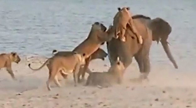 Ten niesamowity film udało się zarejestrować grupie turystów zwiedzających Park Narodowy South Luangwa w Zambii. Widać na nim, jak roczny słoń, który niebacznie odłączył się od stada, zostaje zaatakowany jednocześnie przez 14 wygłodniałych lwic. Drapieżne zwierzęta dotkliwie szarpały jego nogi i boki, próbując wskoczyć na jego grzbiet. Wydawało się, że to już koniec – ale młody słoń wykazał się niespodziewaną determinacją i sprytem. Zobaczcie, jak skończyła się ta konfrontacja!