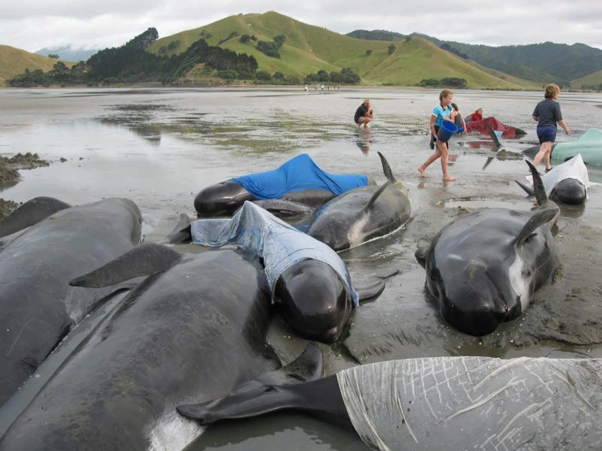 Na północnym zachodzie Wyspy Południowej (największej wyspy Nowej Zelandii) morze wyrzuciło na brzeg prawie 200 zabłąkanych grindwali. Na pomoc ruszyło kilkunastu ratowników, którzy mają sprowadzić je z powrotem do morza.