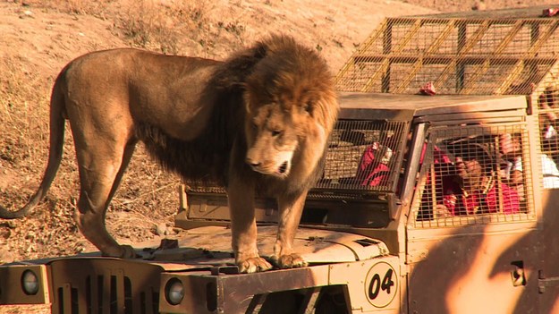 W parku safari w chilijskim Rancagua największą popularnością cieszy się wybieg dla lwów – a to dlatego, że władze placówki postanowiły odwrócić utarty schemat i… sprawić, by to ludzie stali się atrakcją dla zwierząt! Zwiedzający są zamykani w okratowanych półciężarówkach, którymi następnie wjeżdżają na teren wybiegu, gdzie swobodnie przechadzają się drapieżne wielkie koty. Dyrektor parku tłumaczy, że chciał uniknąć sytuacji, w której piękne, dzikie zwierzęta trzymane są za ogrodzeniem elektrycznym. – Zależało mi na tym, by lwy czuły się wolne, za to ludzie zrozumieli, jak to jest siedzieć w klatce.


Lwy w parku w Rancagua mają za sobą smutną, cyrkową przeszłość. Były maltretowane. Tu mogą liczyć na dożywotnią opiekę.