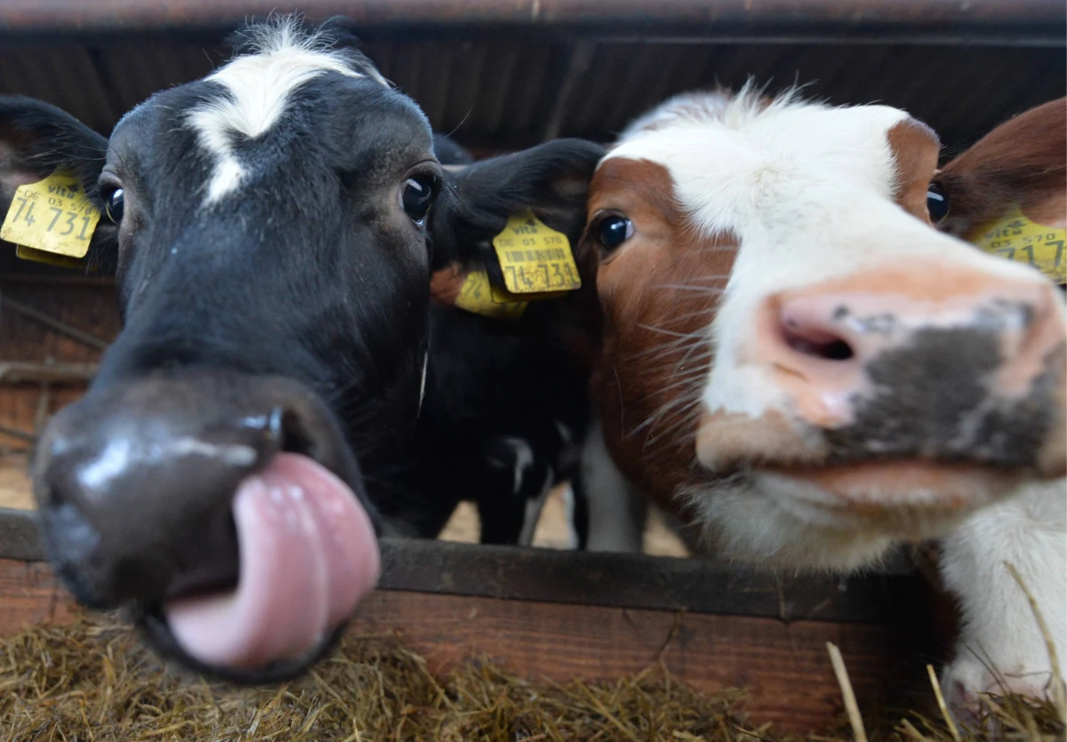 Chorobę niebieskiego języka wykryto u cieląt, które sprowadzono do powiatu gostyńskiego w Wielkopolsce prosto z Rumunii. Chore zwierzęta zostały zutylizowane, a pozostałe sztuki przeznaczono na ubój. Choroba nie jest szkodliwa dla ludzi. Transport z Rumunii liczył 150 sztuk. 
