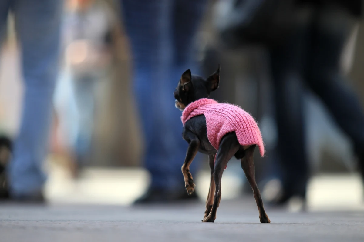 Przybywa firm, które wiążą swoją działalność z czworonogami, informuje "Puls Biznesu". To dobry pomysł na własny interes - twierdzi gazeta. 