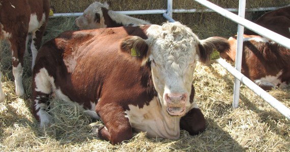 Już wkrótce krowy będą mogły wysyłać hodowcom SMS-y. Specjaliści z francuskiego instytutu Biopic opracowali "biochipy", które - po wszczepieniu do organizmu zwierzęcia - będą regularnie przesyłać informacje o stanie zdrowia krów na smartfony rolników.