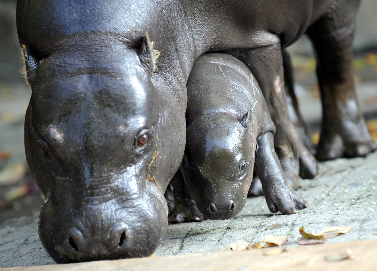 Francuscy naukowcy dokonali odkrycia, które zmienia dotychczasową teorię o ewolucji gatunków. Udowodnili, że hipopotam to w pewnym sensie... wieloryb z łapami.