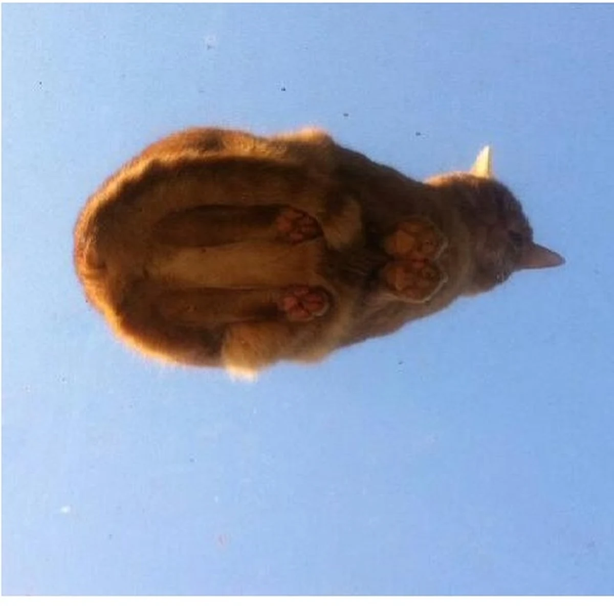 Wbrew pozorom kot przedstawiony na zdjęciu nie ma nadprzyrodzonych właściwości. Sugerować może to jednak fotografia zrobiona przez sąsiadkę jego właścicieli. 