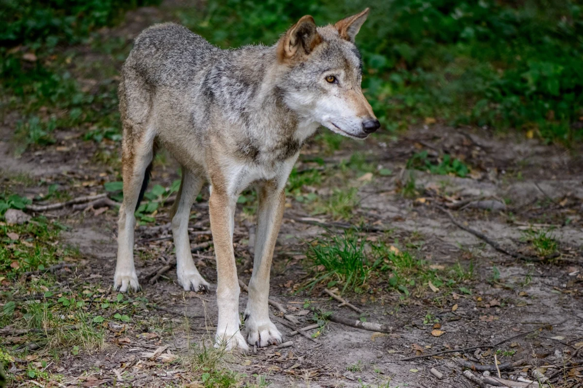 Wilk pojawił się w Łodzi. Miejskie służby zostały zasypane informacjami o zwierzęciu biegającym po ulicach. Zwierzę widziane było na ulicy Kasprzaka, gdy biegało między samochodami środkiem ulicy.