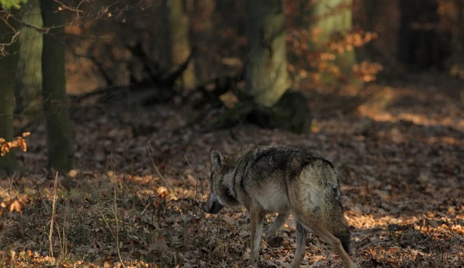 Pierwszy taki wilk na północy Polski