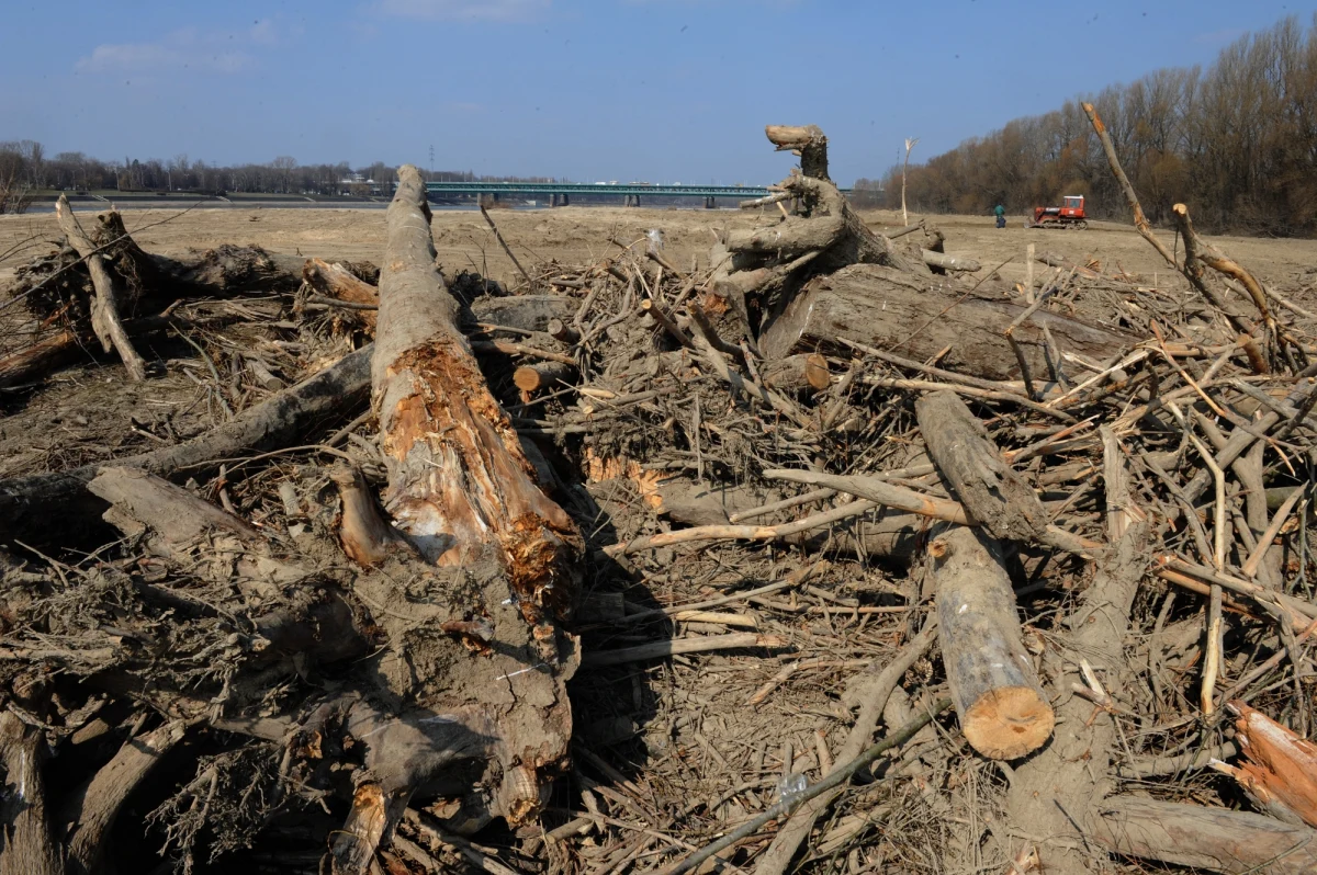 Prezydenci i burmistrzowie miast, wydając zgodę na budowę nowych osiedli lub galerii handlowych, nie wykorzystują wszystkich instrumentów, by chronić drzewa. Tak wynika z raportu Najwyższej Izby Kontroli. Postępowania dotyczące usunięcia drzew nie były prowadzone rzetelnie. 