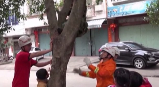 Na nagraniu widzimy, jak grupa strażaków uwalnia chłopca, który zaklinował się w drzewie. Akcja ma miejsce w Chinach, w regionie autonomicznym Kuangsi-Czuang. Świadkowie zdarzenia donoszą, że chłopiec spadł z drzewa podczas zabawy i utknął w szczelinie pnia. 