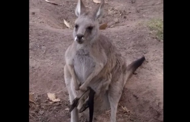 Bohaterem tego nagrania jest kichający kangur. To niecodzienne widowisko zostało zarejestrowane w Nowej Południowej Walii w Australii. Właściciel farmy zdziwiony zachowaniem kangura postanowił go przebadać, podejrzewając, że kichanie jest objawem choroby. Na szczęście zwierzak okazał się zdrowy. 