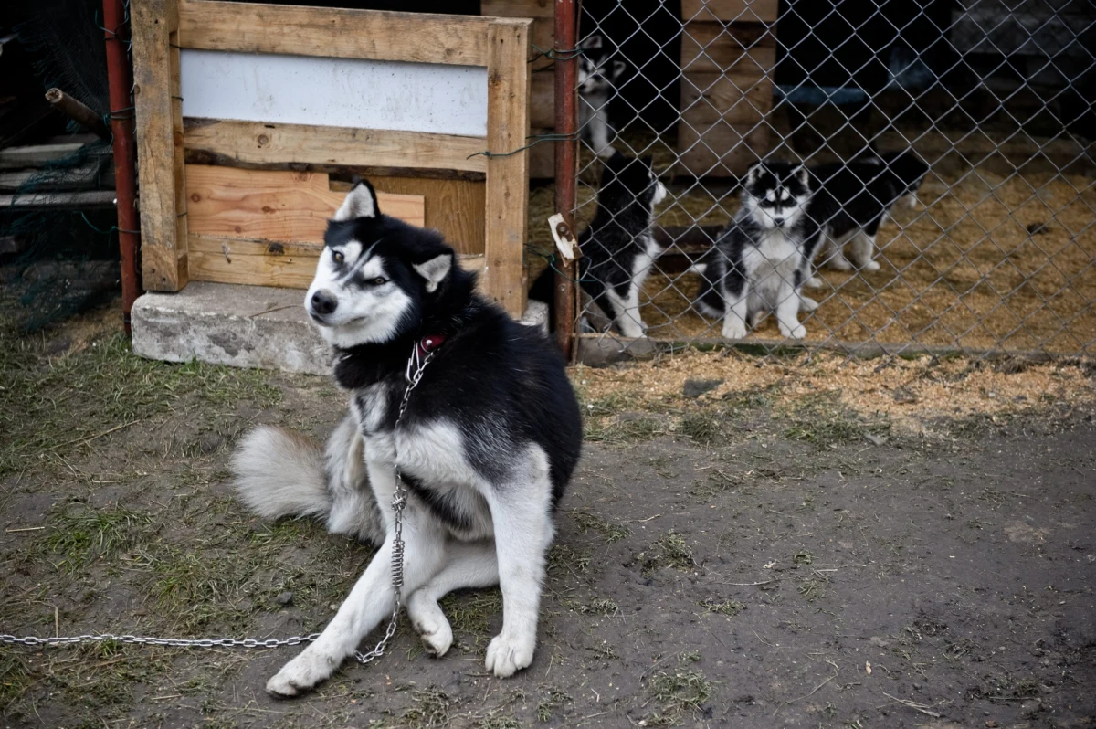 „Powszechny obowiązek czipowania psów, zakaz występów dzikich zwierząt w cyrkach i zwiększenie nadzoru nad schroniskami to najważniejsze zmiany w ustawie o ochronie zwierząt” – pisze środowa „Rzeczpospolita”. „Najwięcej emocji może jednak wzbudzić całkowity zakaz trzymania psów na łańcuchach” – zauważa dziennik. 