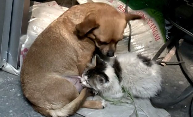 Oto wzruszająca historia małych kociaków przygarniętych przez suczkę imieniem Wangwang. 6-letni psiak na co dzień jest strażnikiem magazynu, jednak gdy właściciel składu znalazł dwa małe koty, Wangwang wzięła na siebie również obowiązki macierzyńskie. 
 
