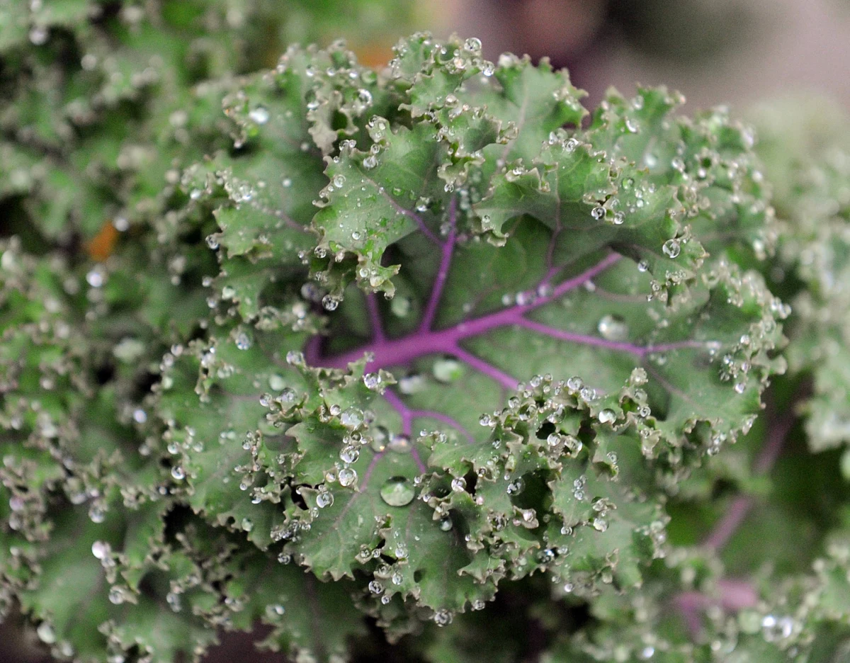 Wysoki poziom cholesterolu i trójglicerydów może szkodzić naszemu zdrowiu na jeszcze jeden, nieznany wcześniej sposób. Badacze z Oregon State University odkryli, że kwasy tłuszczowe mogą wiązać w krwiobiegu istotną dla naszego zdrowia witaminę E i ograniczać jej poziom w tkankach, gdzie jest potrzebna. Pisze o tym w najnowszym numerze czasopismo "American Journal of Clinical Nutrition".