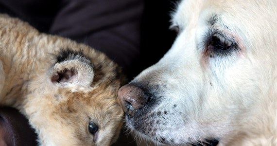 Dyrektorka zoo w Leunebach w Niemczech opiekuje się w swoim domu małym lwiątkiem. Malor został cztery tygodnie temu odrzucony przez matkę. W opiece nad maluchem pomaga jej pies – Kiki. 