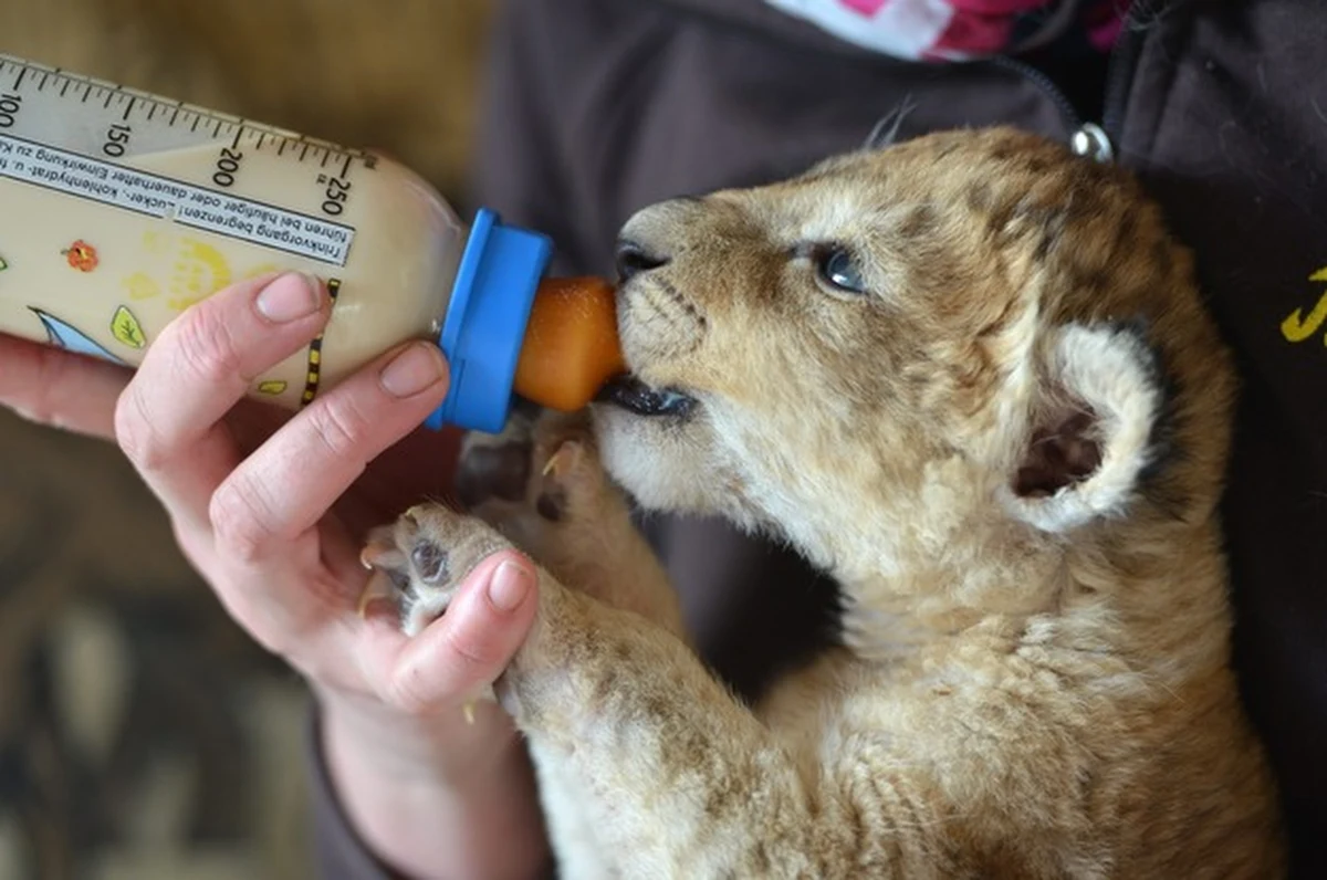 Kierowniczka Eifel-Zoo na zachodzie Niemiec trzyma w domu malutkiego lwa. Po tym jak lwiątko zostało odrzucone przez swoją matkę kobieta zabrała go do siebie i teraz karmi. Samo lwiątko rośnie teraz jak na drożdżach. 