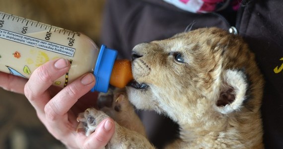 Kierowniczka Eifel-Zoo na zachodzie Niemiec trzyma w domu malutkiego lwa. Po tym jak lwiątko zostało odrzucone przez swoją matkę kobieta zabrała go do siebie i teraz karmi. Samo lwiątko rośnie teraz jak na drożdżach. 