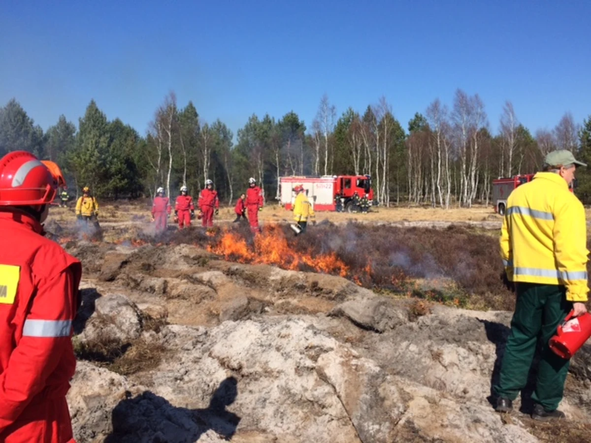 Leśnicy z Dolnego Śląska podpalili pięciohektarowe wrzosowisko w parku krajobrazowym koło Przemkowa. Jak informuje reporter RMF FM Bartłomiej Paulus, to pionierski w Polsce eksperyment, który ma pomóc w odbudowie łąki.