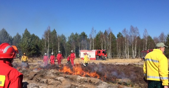 Leśnicy z Dolnego Śląska podpalili pięciohektarowe wrzosowisko w parku krajobrazowym koło Przemkowa. Jak informuje reporter RMF FM Bartłomiej Paulus, to pionierski w Polsce eksperyment, który ma pomóc w odbudowie łąki.