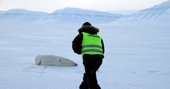 Niedźwiedź polarny zaatakował mężczyznę biwakującego w Svalbard, arktycznym regionie Norwegii. W obozowisku było w tym czasie sześć osób. Turyści przyjechali z Czech, by zobaczyć zaćmienie Słońca w pełnej krasie.