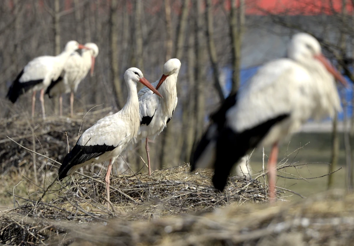 Współczesne bociany chętniej szukają pokarmu na wysypiskach śmieci niż na łąkach. To konsekwencja zmian klimatycznych. Zmieniła się baza pokarmowa tych ptaków, a nawet trasy wędrówki. Bociany lecą do Izraela, na południe Francji, czy Hiszpanii, ale już do Maroka dolatują nieliczne - mówi w rozmowie z dziennikarzem RMF FM prof. Zbigniew Endler z Uniwersytetu Warmińsko-Mazurskiego.