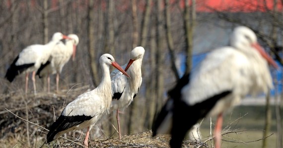 Współczesne bociany chętniej szukają pokarmu na wysypiskach śmieci niż na łąkach. To konsekwencja zmian klimatycznych. Zmieniła się baza pokarmowa tych ptaków, a nawet trasy wędrówki. Bociany lecą do Izraela, na południe Francji, czy Hiszpanii, ale już do Maroka dolatują nieliczne - mówi w rozmowie z dziennikarzem RMF FM prof. Zbigniew Endler z Uniwersytetu Warmińsko-Mazurskiego.