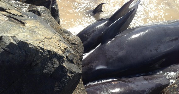 Około 20 wielorybów zostało wyrzuconych przez fale na brzeg na południe od Perth w Australii. Kilka z nich zginęło, roztrzaskując się o skały. Pozostałe utknęły na brzegu. Straż przybrzeżna próbuje je uratować.