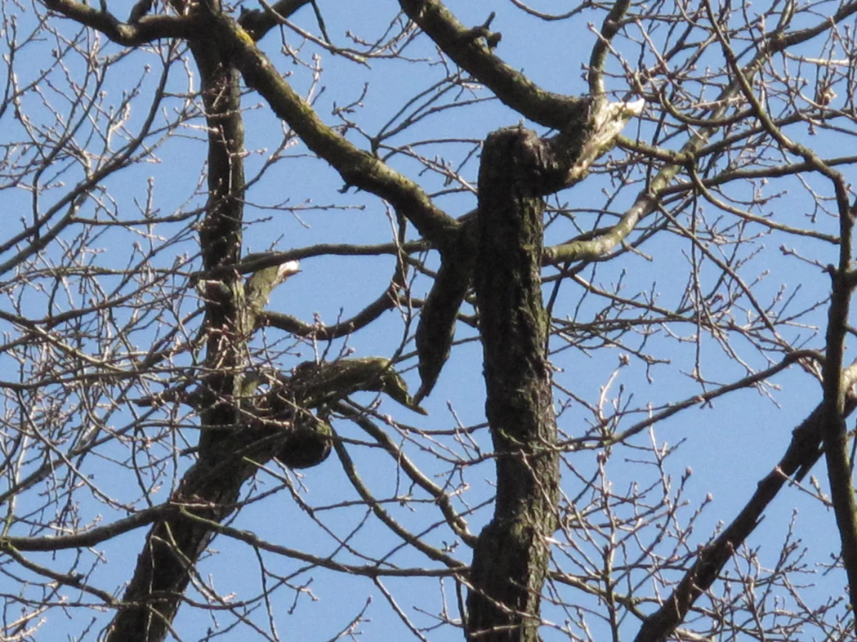 Chrobry - jeden z najstarszych polskich dębów - nie dał się ogniowi! Na gałęziach wiekowego drzewa, podpalonego przez wandali jesienią ubiegłego roku, pojawiły się pączki. 