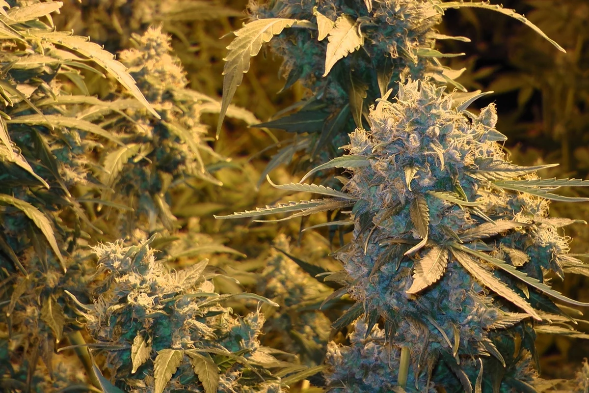 ​Nielegalna plantacja marihuany w gminie Pokój na Opolszczyźnie. Rosło tam ponad 160 krzewów konopi indyjskich. Jak dowiedział się reporter RMF FM Marcin Buczek, plantację wykryli policjanci z CBŚ.