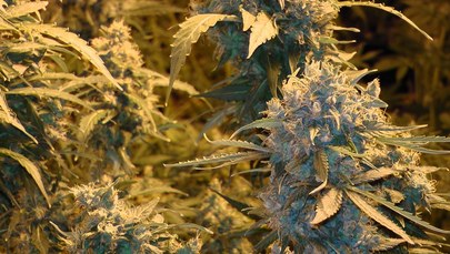 Nielegalna plantacja marihuany na Opolszczyźnie