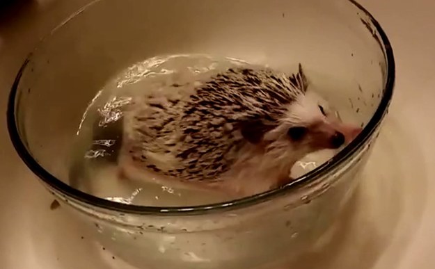 USA. W sieci pojawił się uroczy filmik przedstawiający kąpiel małego jeżyka. Bohater nagrania ma na imię Rigby i sprawia wrażanie bardzo zadowolonego z pluskania się w miseczce. Jego właścicielka przygotowała mu bowiem prawdziwa kąpiel z pianą. 