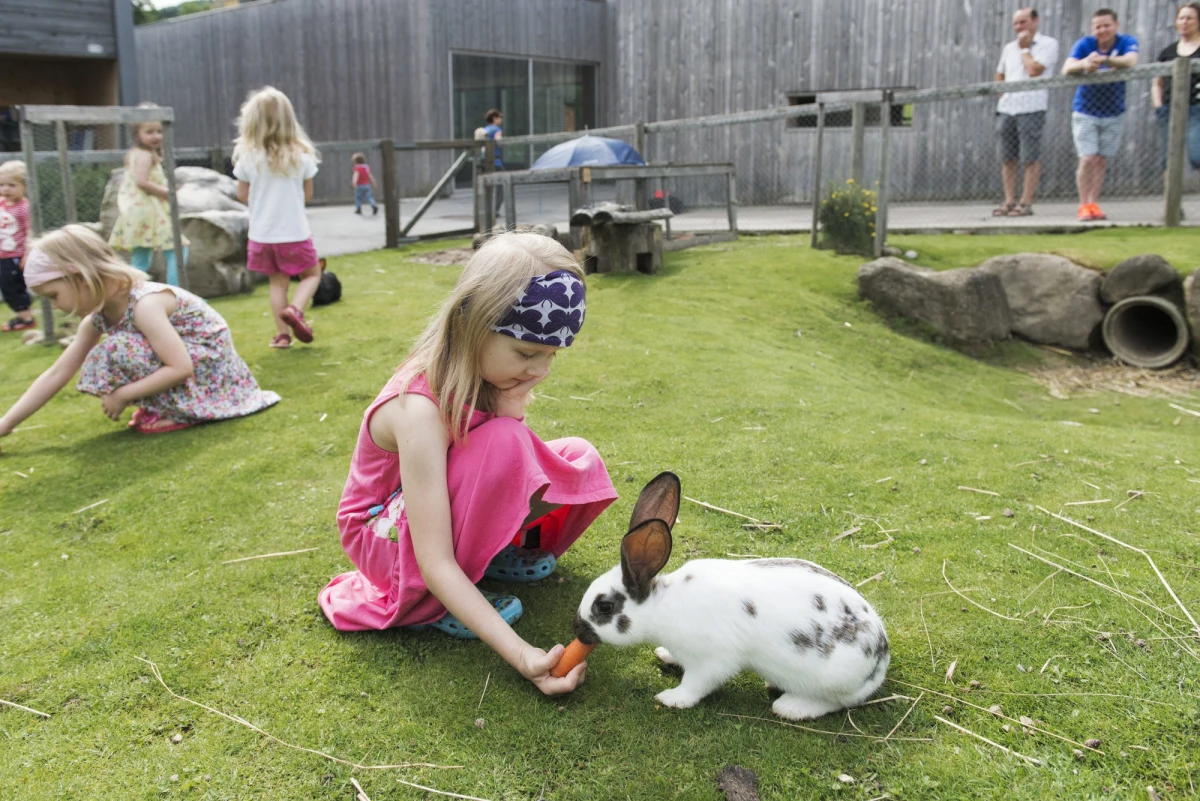 Królik to zwierzę salonowe, a nie do podania z pieczonymi kartoflami - mówią włoscy obrońcy praw zwierząt, którzy przed świętami ruszyli z kampanią nawołującą do rezygnacji z jedzenia królików. Pojawiła się nawet dość radykalna propozycja kary więzienia za sprzedaż i jedzenie mięsa tych zwierząt. 