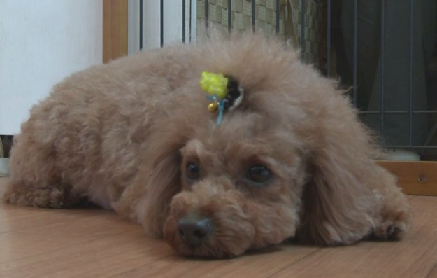 Psy do wynajęcia - do wyboru, do koloru! W Tokio wypożyczanie psów na godzinę jest dość popularne. Kilkuletnia Rino Kakinuma odwiedza swoich przyjaciół raz w tygodniu. – Psy nie potrafią mówić, ale jestem szczęśliwa gdy mnie rozpoznają – mówi mała. W Tokio, gdzie powierzchnie mieszkalne są zazwyczaj niewielkie, mało kto może sobie pozwolić na czworonoga, więc firmy wypożyczające zwierzęta nie narzekają a brak zainteresowania. Obrońcy praw zwierząt martwią się o stan psychiczny psów, które mają kontakt z tak dużą ilością osób, jednak właścicielka wypożyczalni twierdzi, że jej zwierzaki są bardzo szczęśliwe.