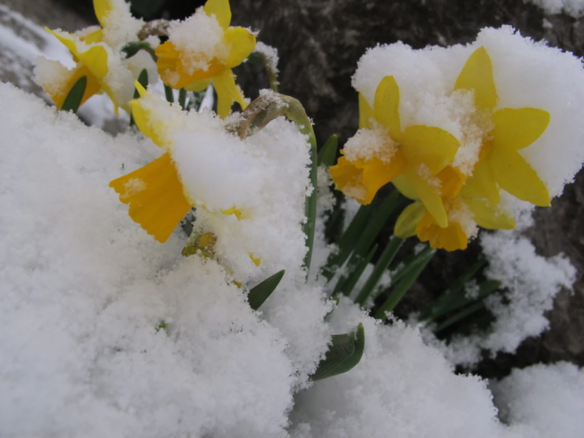 Wszyscy, którzy liczyli na słoneczne i ciepła święta wielkanocne, mogą poczuć się zawiedzeni. Synoptycy nie pozostawiają w tej kwestii żadnych złudzeń. Aura będzie bardziej zimowa niż wiosenna. Popada deszcz, a miejscami nawet śnieg. Co prawa, można liczyć na chwile ze słońcem, ale niebo nad Polską zdominują chmury, a termometry wskażą maksymalnie do 9 st. C.