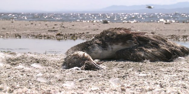 Pośrodku pustyni, dwie i pół godziny drogi od Los Angeles, znajduje się ogromne jezioro, a właściwie śródlądowe morze – Salton Sea. Powstało w 1905 roku, kiedy fala powodziowa przerwała jeden z kanałów rzeki Kolorado, w efekcie czego uwolnione masy wodne wypełniły naturalną nieckę na obszarze tak zwanego solniska. Dziś jednak woda ze zbiornika stopniowo odparowuje, co grozi katastrofą ekologiczną.


Odparowywaniu wód Salton Sea towarzyszy wzrost poziomu ich zasolenia. To z kolei powoduje masowe wymieranie żyjących w jeziorze ryb. Dziś pływają tu tylko tilapie, ale ich dni też są policzone. A jeśli wyginą ryby, ważne źródło pokarmu stracą ptaki (obecnie wody Salton Sea są miejscem odpoczynku dla około 400 gatunków ptaków wędrownych). Naukowców niepokoi jednak coś jeszcze: kiedy woda opadnie, odsłonią się pokłady kadmu, arsenu, uranu, fosforanów i innych substancji chemicznych leżących na dnie jeziora. Pierwsza wichura sprawi, że toksyczny pył dostanie się do atmosfery.


- Byłaby to bezprecedensowa katastrofa ekologiczna – mówi dr Tim Krantz z Uniwersytetu w Redlands. – Te cząstki są tak drobne, że z płuc trafiają bezpośrednio do krwiobiegu. W efekcie wzrośnie zachorowalność na astmę i nowotwory.


Na ratowanie Salton Sea trzeba by wydać około 10 mld USD. To olbrzymia kwota, ale eksperci ostrzegają – walka ze skutkami katastrofy może kosztować dużo więcej.