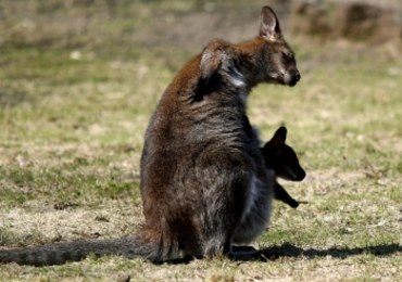 Nie żyje kangurzyca, która uciekła z zoo