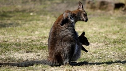 Nie żyje kangurzyca, która uciekła z zoo