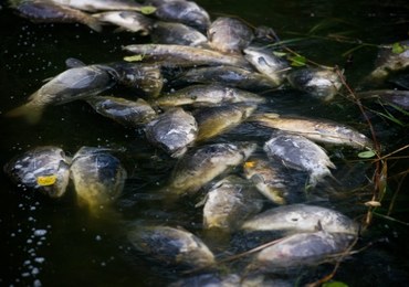 Tysiące śniętych ryb na torze wioślarskim