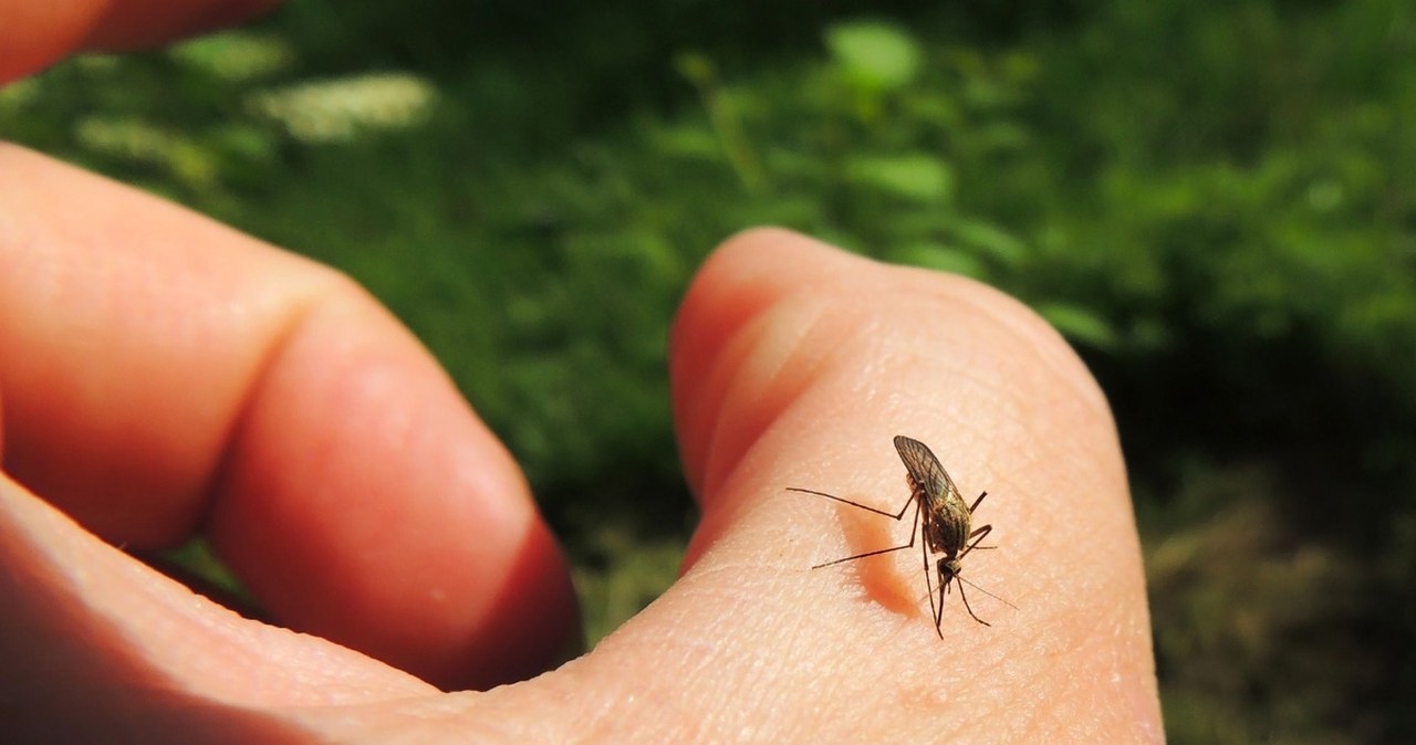 Ryzyko pandemii żółtej febry. COVID-19 to przy tym "zwykłe przeziębienie"
