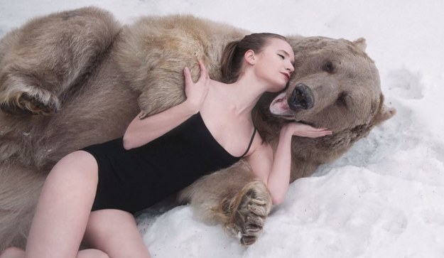 Dwie skąpo odziane modelki tulą się do wielkiego, ważącego 650 kilogramów samca niedźwiedzia... Fotografie wykonane podczas tej sesji zdjęciowej, która odbyła się w podmoskiewskim lesie, obiegły internet, wywołując niemałą sensację i najróżniejsze skojarzenia. Tymczasem cel sesji był szczytny – pogłębić społeczną świadomość w zakresie ochrony drapieżników. Jej pomysłodawcy podkreślają, że chcieli również wyeksponować „łagodną stronę niedźwiedziej natury” i ukazać „odwieczną harmonię panującą pomiędzy człowiekiem i niedźwiedziem w Rosji”.


Głównym bohaterem sesji jest 18-letni niedźwiedź o wdzięcznym imieniu Stefan. Kiedy potężny samiec miał 3 miesiące, został uratowany z rąk myśliwych przez Jurija Pantelejenko (z zawodu tresera cyrkowych zwierząt), który postanowił zaopiekować się maluchem. Z czasem niedźwiedź dał się udomowić; zaczął też występować w filmach. Stefan jest przyzwyczajony do „pracy” z aparatem i kamerą, więc sesja z modelkami nie była dla niego irytująca. Od czasu do czasu właściciel nagradzał wysiłki niedźwiedzia jego ulubionymi przysmakami – ciasteczkami i... mozzarellą.


Zdjęcia wykonała Olga Barancewa, której zależało na tym, by miały one nieco baśniowy klimat. Modelki – Maria Sidorowa i Lidia Fetisowa – zgodnie przyznały, że interakcja z drapieżnikiem była dla nich niesamowitym przeżyciem. – Na początku bałam się, ale kiedy tylko przytuliłam się do niego, poczułam bijące od niego ciepło i dotknęłam jego miękkiego futra, strach minął – wspomina Maria. – Zrozumiałam, że niedźwiedzie nie są krwiożerczymi bestiami, za które przywykliśmy je uważać.