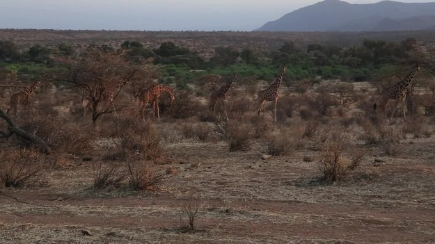 Ponad milion lat temu na terenach obecnej Kenii pojawiły się pierwsze żyrafy. Dziś żyje tu największa liczba podgatunków tych zwierząt, ale ich przyszłość jest niepewna. Te żyjące na wschodzie kraju już są zagrożone wyginięciem.  - W ciągu ostatnich 15 lat w całej Afryce populacja żyraf zmniejszyła się aż o 40%! - komentuje John Doherty, kierownik projektu Reticulated Giraffe Project. 


Niestety, nie wszyscy przejmują się losem tych zwierząt. Według kenijskich pasterzy duże i powolne żyrafy stanowią znakomite źródło mięsa. Czy grozi im zatem całkowite wyginięcie? 


