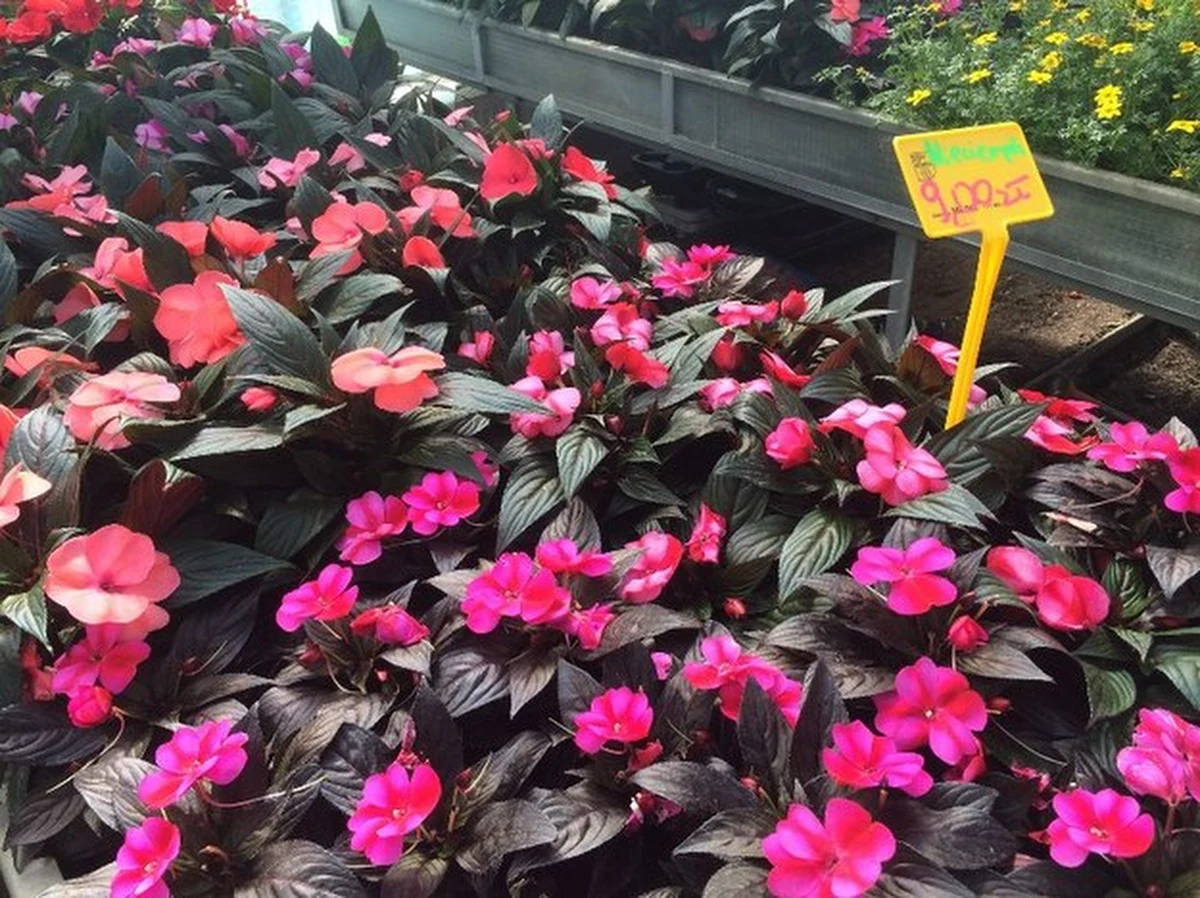 Według ogrodników majówka jest idealnym czasem, żeby zadbać o nasze działki, ogrody, czy kwiaty na balkonie. 