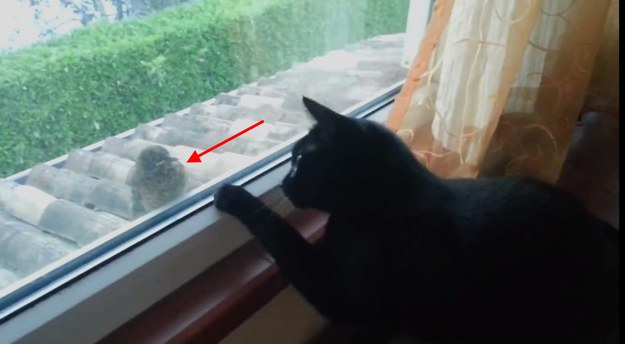 Zabawne wideo, nagrane w Wenecji, przedstawia kotka, który desperacko próbuje upolować ptaka. Niestety wielkim problemem okazuje się dzieląca ich szyba. Mimo usilnych prób, kociak musi się poddać. 

