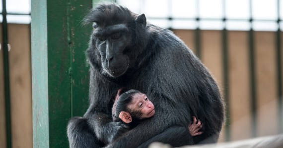 Japońskie zoo przeprosiło za nadanie nowo narodzonej małpce imienia Charlotte. Zareagowało w ten sposób na zalew maili i telefonów od poirytowanych ludzi wskazujących, że tak samo ma na imię urodzona niedawno córka księcia Williama i księżnej Kate. 