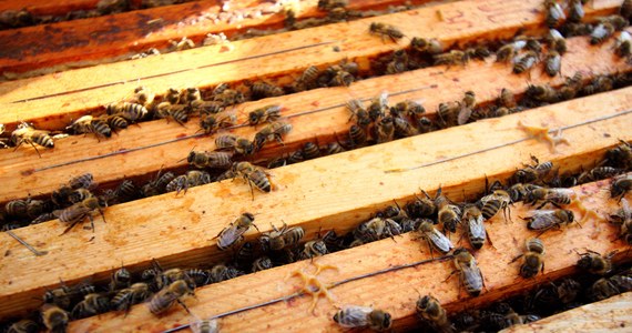 Złodzieje nie mają już żadnych oporów. Połasili się nawet na ule z pszczołami, które uprowadzili z pasieki Henryka Blicharza z Dębicy na Podkarpaciu. Pszczelarz stracił 100 000 wyjątkowych pszczół wartych aż 2000 zł - pisze "Fakt". 