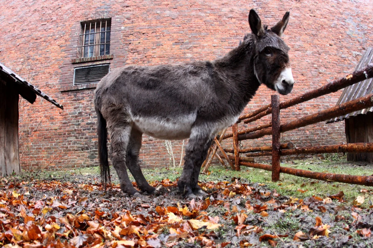 Mieszkańcy Sycylii protestują przeciwko paraliżowi ruchu drogowego na wyspie. Organizują m.in. pikiety na grzbietach osłów. Od połowy kwietnia nieprzejezdna jest główna autostrada Palermo-Katania. Uszkodzony został tam filar wiaduktu. 