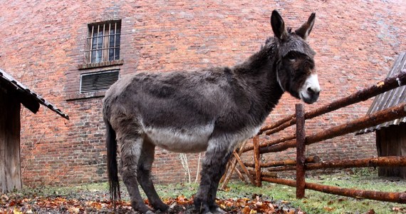 Mieszkańcy Sycylii protestują przeciwko paraliżowi ruchu drogowego na wyspie. Organizują m.in. pikiety na grzbietach osłów. Od połowy kwietnia nieprzejezdna jest główna autostrada Palermo-Katania. Uszkodzony został tam filar wiaduktu. 