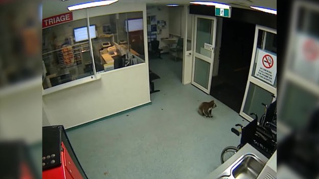 Kamery w szpitalu w australijskim Hamilton zarejestrowały misia koalę, który w środku nocy błąkał się po poczekalni oddziału ratunkowego. Koala wygląda na za zagubionego. 
