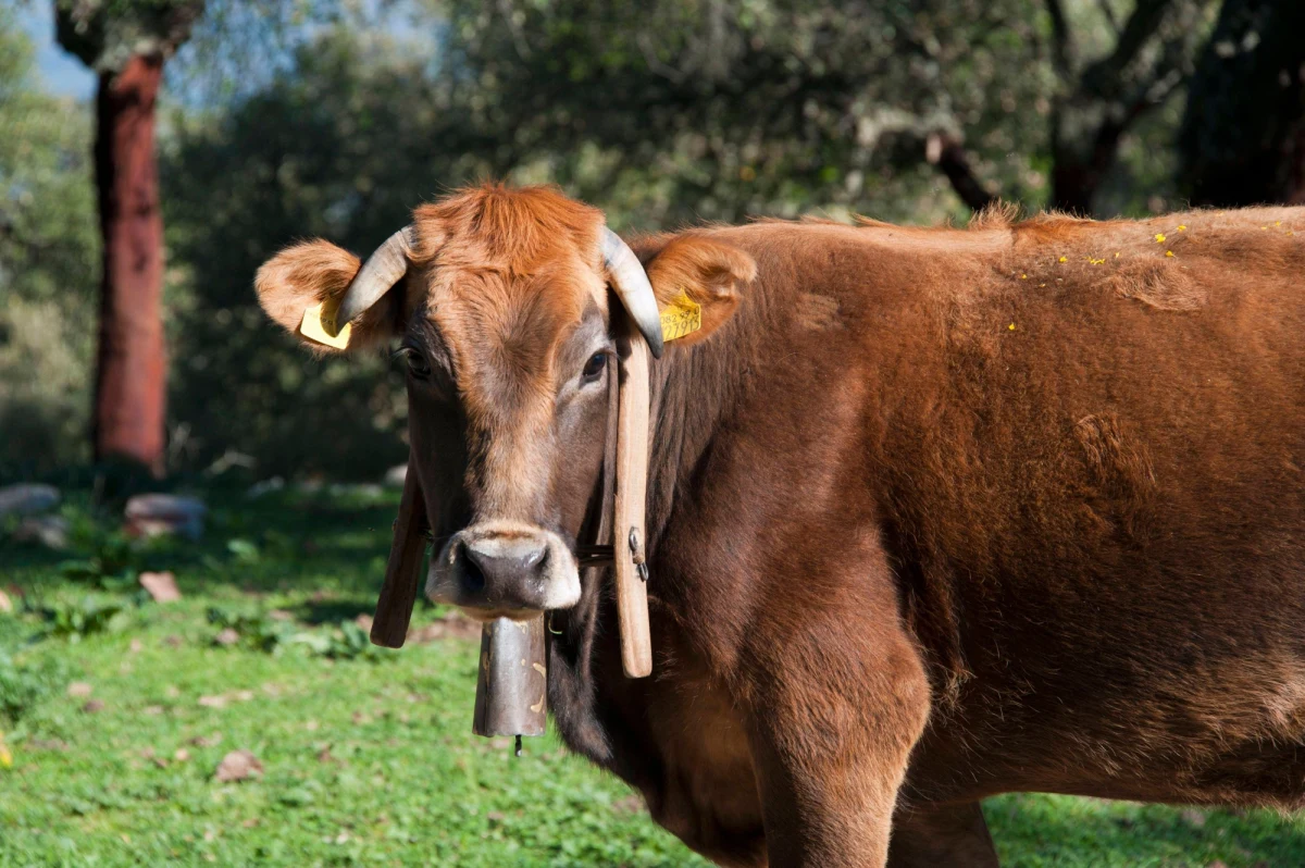 Władze prowincji Reggio Calabria na południu Włoch zdecydowały, że zostaną zabite tak zwane święte krowy mafii. To zwierzęta należące niegdyś do tamtejszych bossów kalabryjskich klanów mafijnych, włóczące się po okolicach i stanowiące duże zagrożenie.